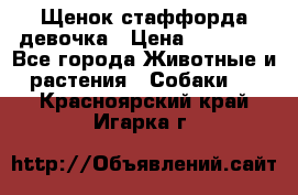 Щенок стаффорда девочка › Цена ­ 20 000 - Все города Животные и растения » Собаки   . Красноярский край,Игарка г.